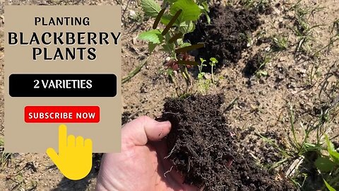 From Berry Patch to Bounty: Planting Ouachita and Ponca Blackberry Plants on My Farm!