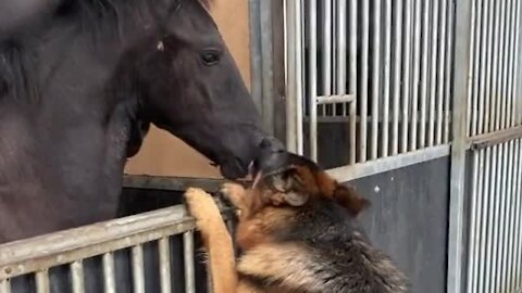 Horse and dog form the most incredible friendship