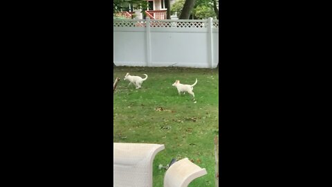 Apollo and Leyla First Time In The Backyard!!