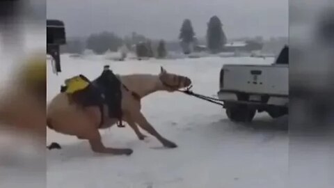 Horse Dragged By Truck Abuse & Investigation - Amber Rose Saldate Owner