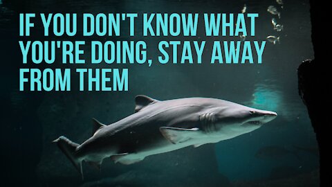 Do Sharks Give Warnings?