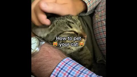 How To Pet Cat -Right Way