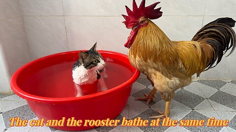 The lovely kitten invited the rooster to take a bath together.👍Cute and interesting animal video