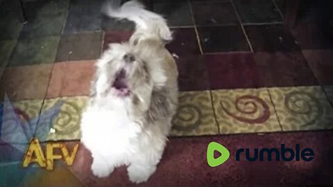 Cody The Screaming Dog | Dog | AFV