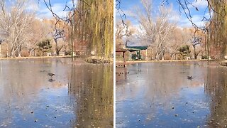 Goose lands on think ice, falls right through