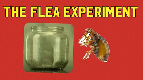 The Flea Experiment