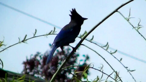 IECV NV #524 - 👀 Steller's Jay Jumps From The Tree To The Rail And Then On To The Roof 🐦5-4-2018