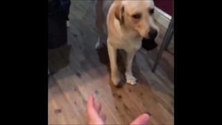 Mischievous dog teases owner with stolen sock