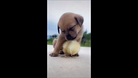 "Pawsome Protector: Brave Puppy Guards Adorable Chick!"
