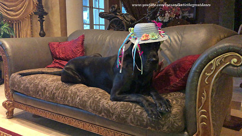 Hilarious attempts to get Great Danes dressed for Easter photo