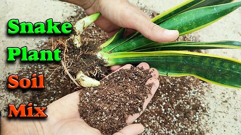 Snake plant soil mix | How to make Snake plant soil?