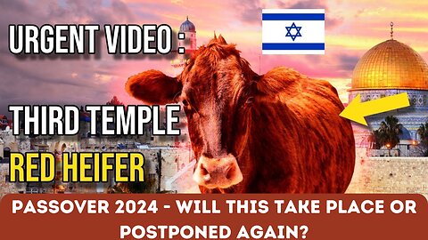 URGENT VIDEO - RED HEIFER SACRIFICE TO BE SACRIFICED IN APRIL OF 2024?