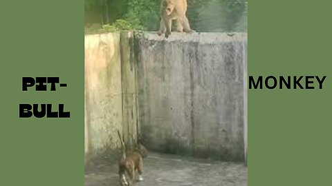 Only 8 Months PIT-BULL Barking at Giant Monkey || KING Pit-bull