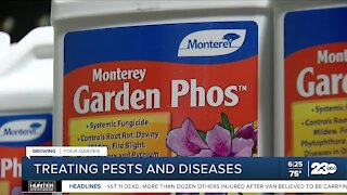 Growing Your Garden: Treating pests and diseases