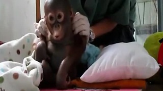 Baby 'pet' orangutan rescued from chicken cage takes first steps