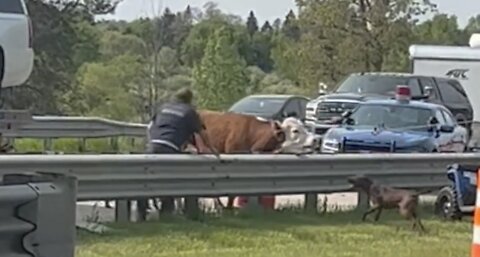 Steer on the loose in Oakland County for 6 weeks captured along I-75