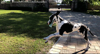 Great Dane puppy makes progress with newspaper delivery