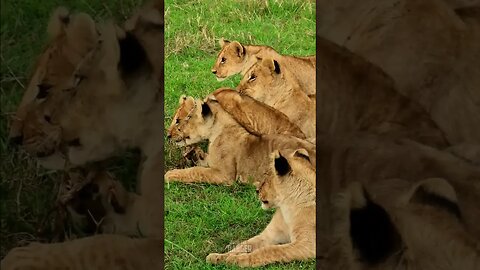 Fun With Lion Cubs #Wildlife | #ShortsAfrica