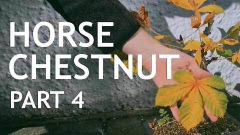 Horse Chestnut Bonsai 4