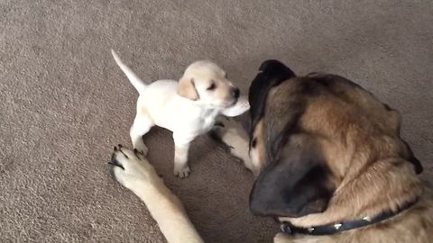 Fearless puppy plays with giant English Mastiff