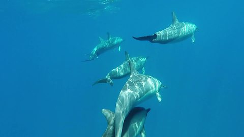 Large pod of dolphins lead boat through water