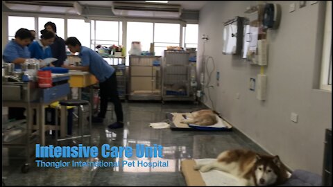 Thonglor International Pet Hospital at Rama IX - Intensive Care Unit