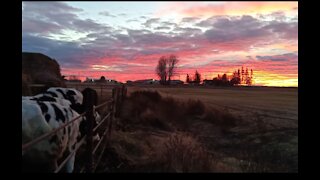 canada dairy