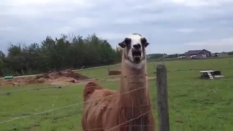What noise does a llama make?