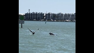 Dolphins Hunt In East Marco Bay 1 #FYP #Snook #Dolphin #Pelican #EastMarcoBay #4K #DolbyVisionHDR