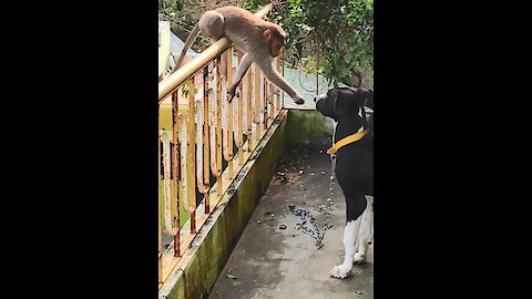 Monkey shook hands with Great Dane and instantly made him a lifelong friend