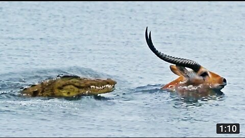 Buck Swims for its Life from Crocodile
