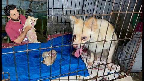 Pomeranian puppies.