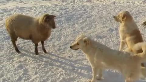 Curious Ram Joins In On Playtime With Guard Dogs