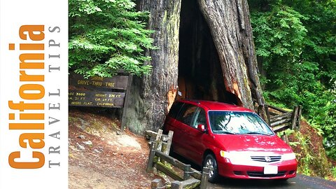 Avenue of the Giants - California Redwoods | California Travel Tips
