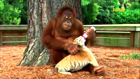 Orangutan Babysits Tiger Cubs!!!!