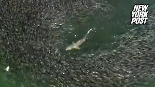 Sharks in the Hamptons feast on huge 'buffet' of fish
