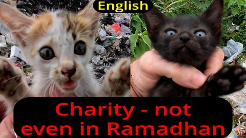 More kittens rescued than ever - not a SINGLE donation online from within Indonesia!