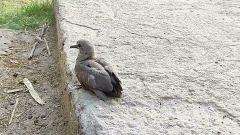 The Dodo Dove Chick And Little Boy Yoshi