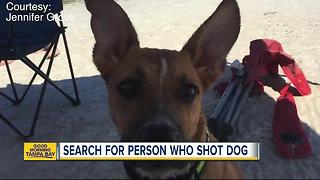 Family dog shot in the neck after slipping through chain-link fence