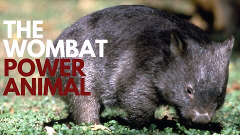 The Wombat Power Animal