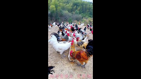 Poultry farming for beginners #poultry #poultryfarm #poultryfarming