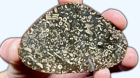 Thousands of Fossils inside Fossil Soup!