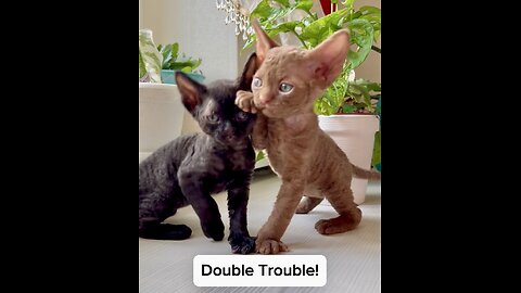 Double Trouble: The Cutest kitten Duo Engages in Adorable Playtime!