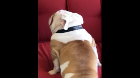 Persistent bulldog eventually conquers sofa