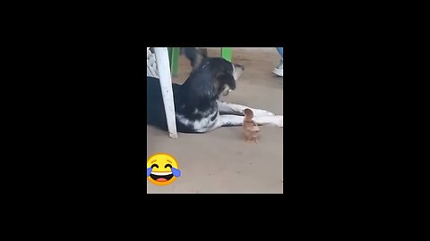 Funny pets videos