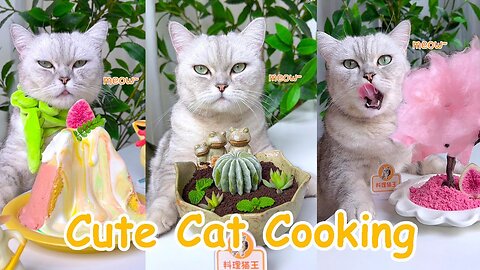 Cute Cat Cooking Food ASMR