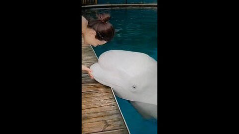 BELUGA? A WHALE OR A DOLPHIN AS AN ACCESSIBILITY IN LIFE WORKING COMPANION?