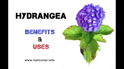 HYDRANGEA BENEFITS & USES (DR SEBI APPROVED HERB)