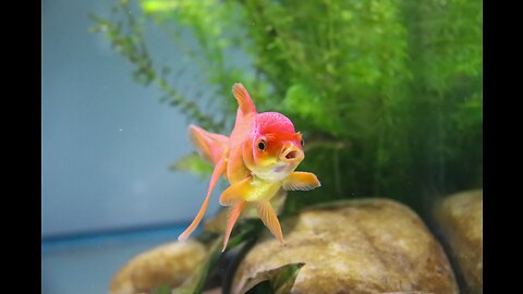 Two types of cute and colorful fish