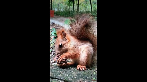 A red squirrel as a pet? Not bad probably a good idea?